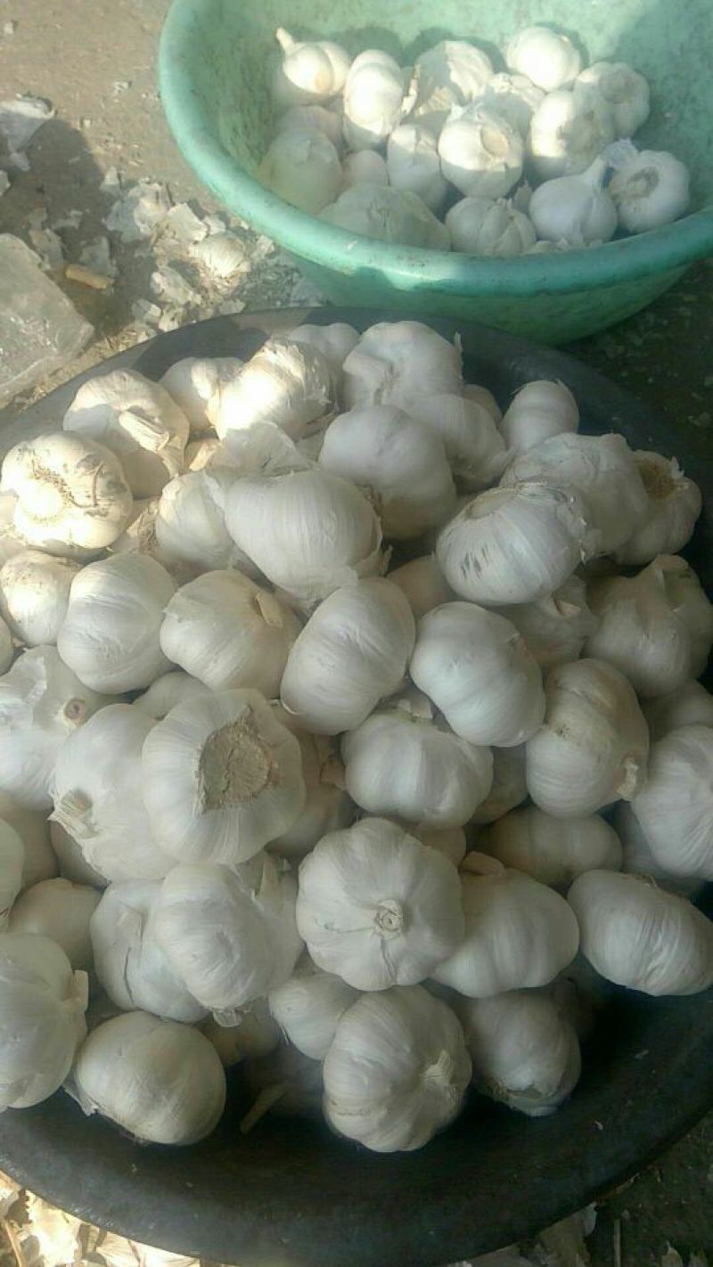 紫皮蒜发市场大蒜头多瓣蒜净蒜蒜种2026新蒜无芽