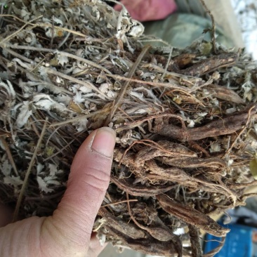 翻白草野生全棵正品血糖的克星假一赔十零售批发不满意可退