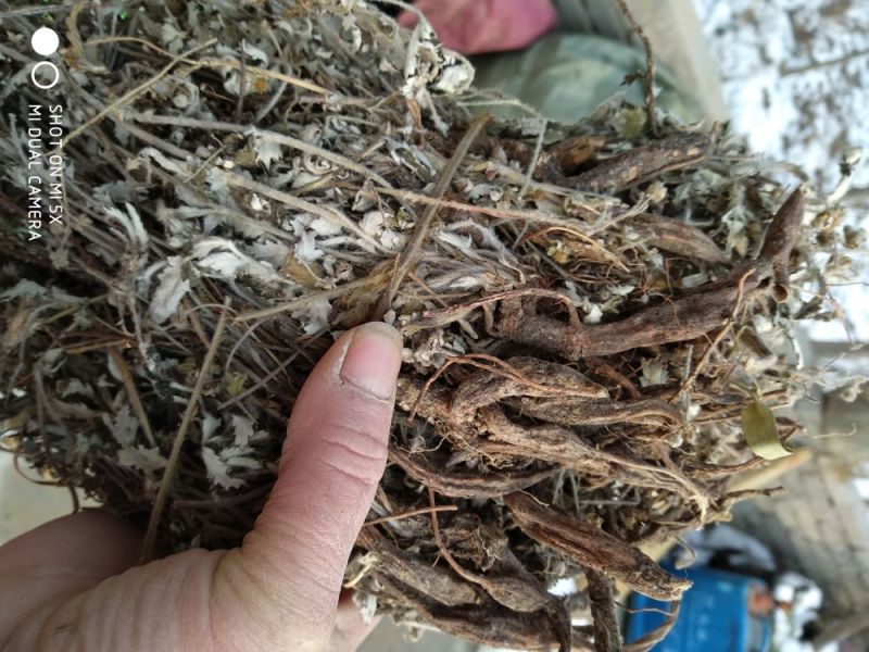 翻白草野生全棵正品血糖的克星假一赔十零售批发不满意可退