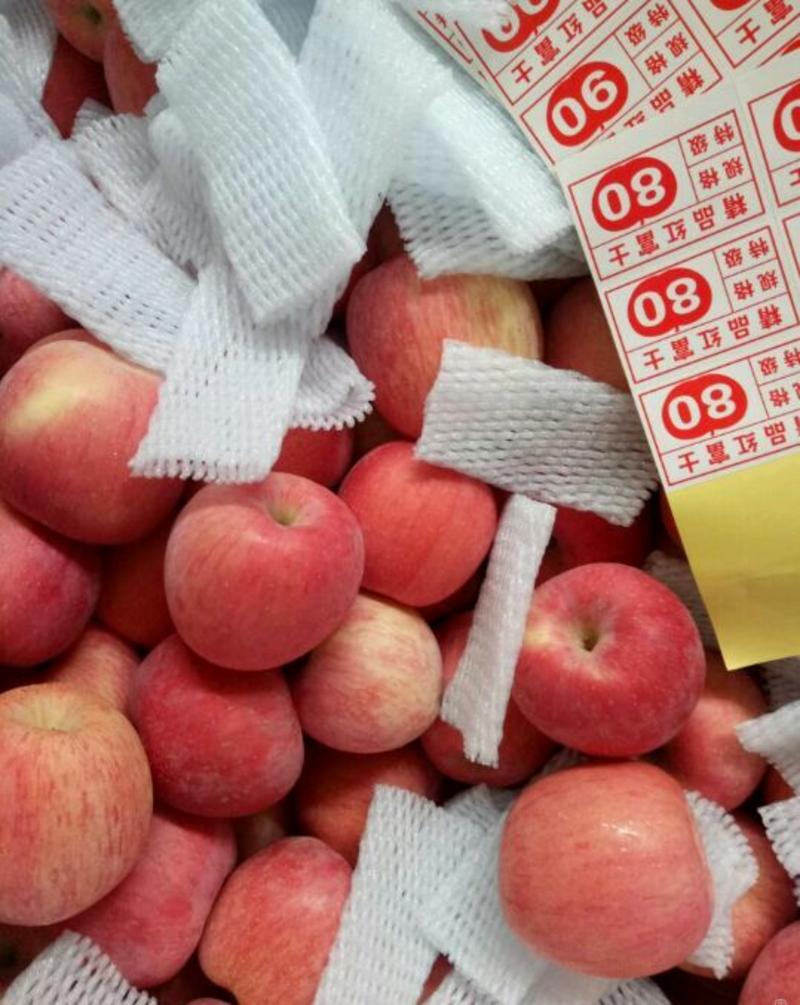 红富士苹果75mm以上纸袋