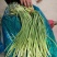 金乡红毛蒜薹精品50~60cm