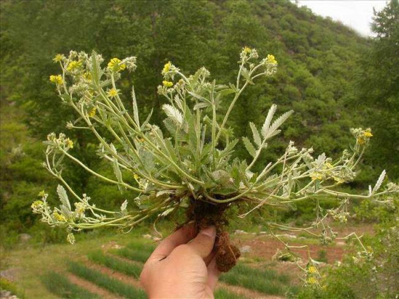 翻白草野生全棵正品血糖的克星假一赔十零售批发不满意可退