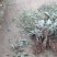 翻白草野生全棵正品血糖的克星假一赔十零售批发不满意可退