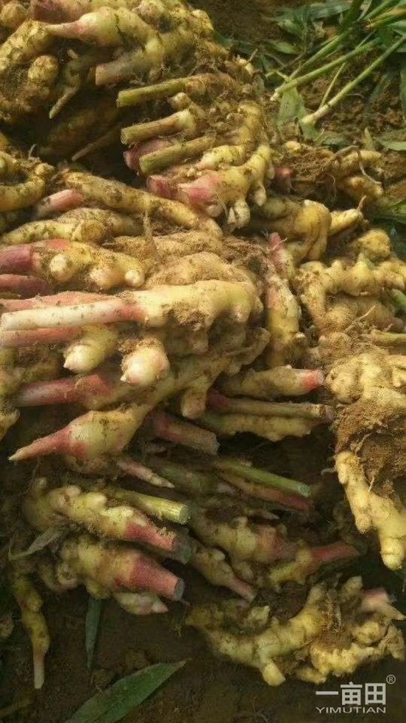 山东窖藏优质生姜，姜母一手货源产地现货，视频看货