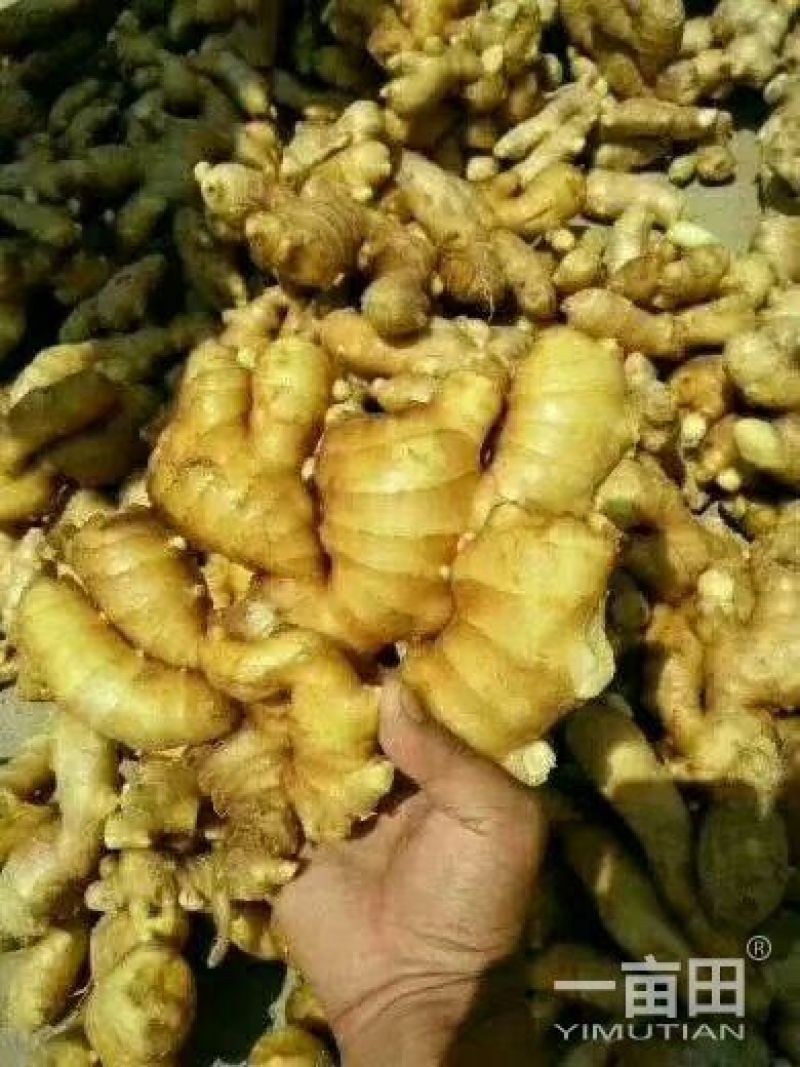 山东窖藏优质生姜，姜母一手货源产地现货，视频看货