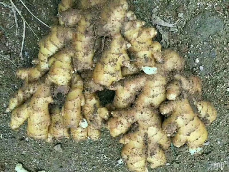 山东窖藏优质生姜，姜母一手货源产地现货，视频看货
