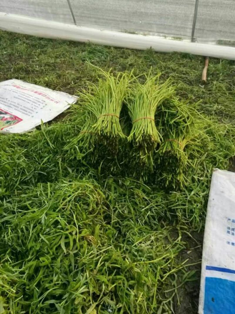芦篙