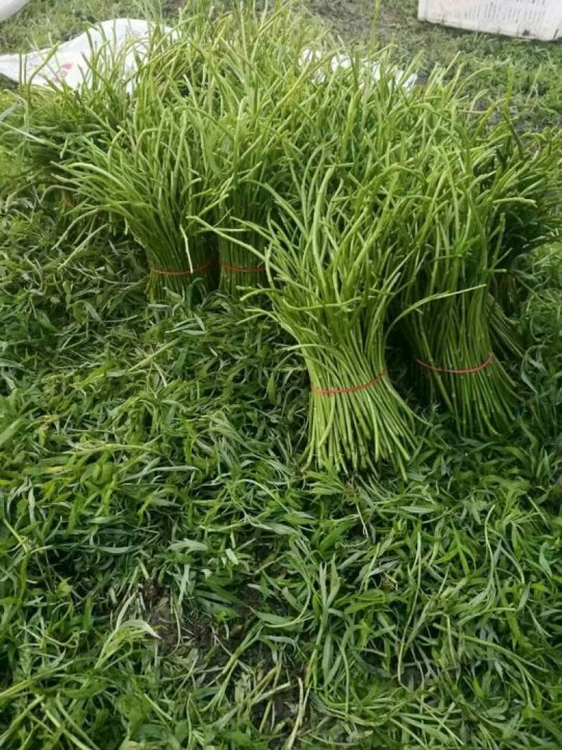 芦篙