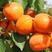 丰园红杏树苗品种纯正果色艳丽产量高味甜香味浓郁