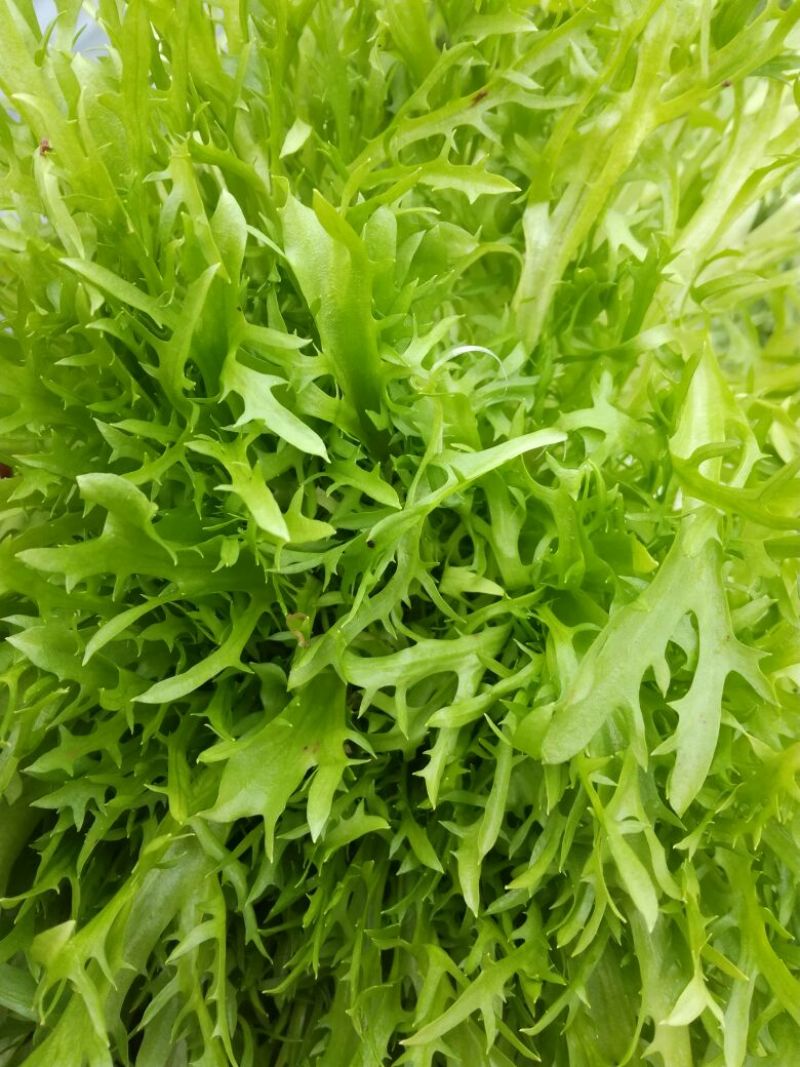 苦菊15~20cm