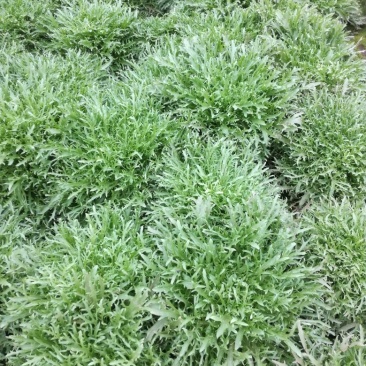 苦菊15~20cm