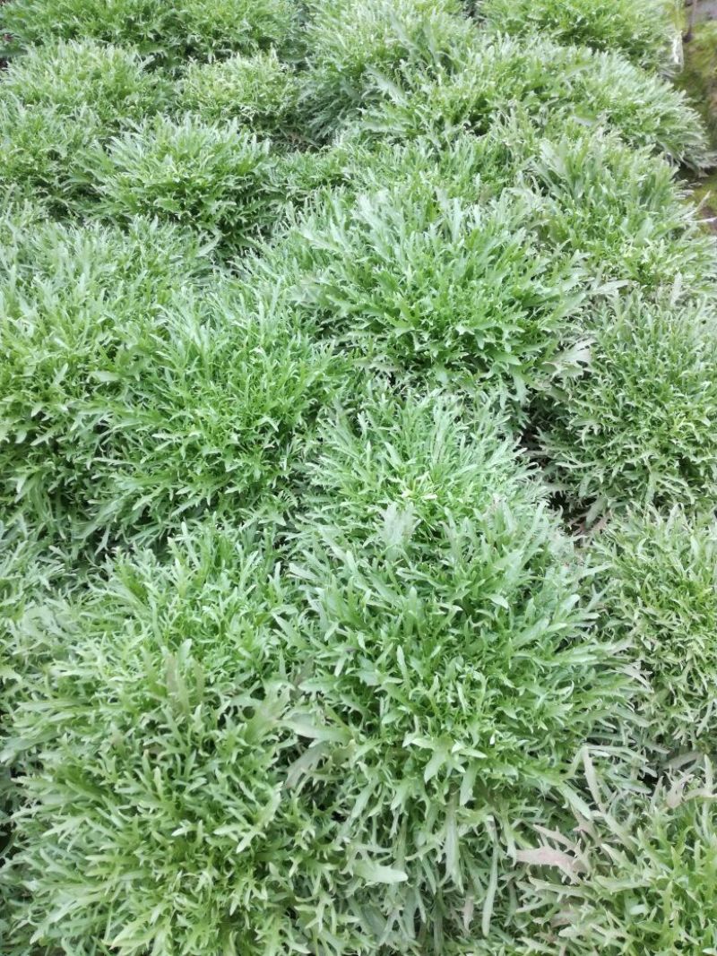 苦菊15~20cm