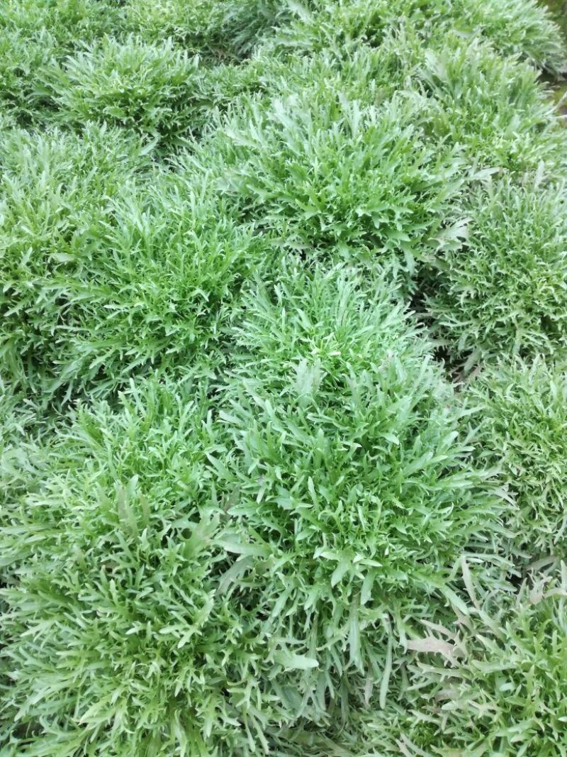 苦菊15~20cm