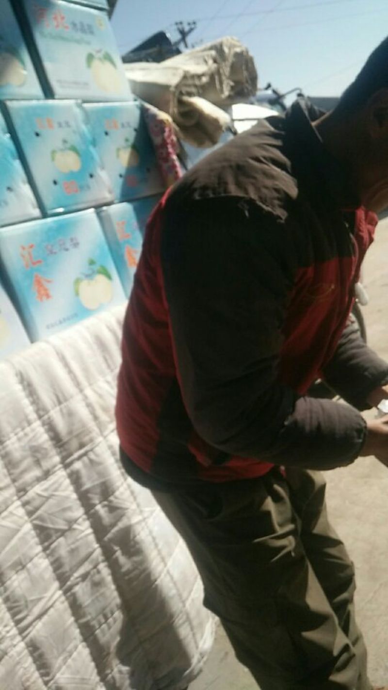 河北雪花梨纸箱筐装，散装，膜代，纸袋，甜细汁多
