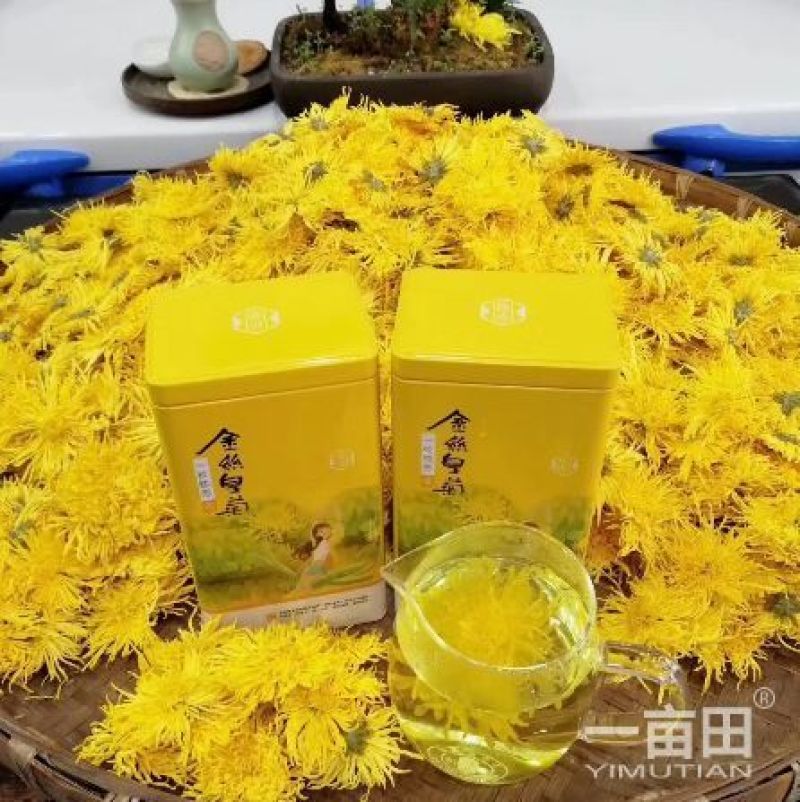 金丝皇菊茶特级