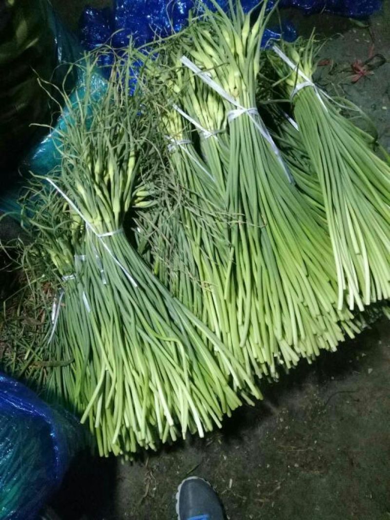 莒县白帽红帽蒜薹30以下，30-4040-50