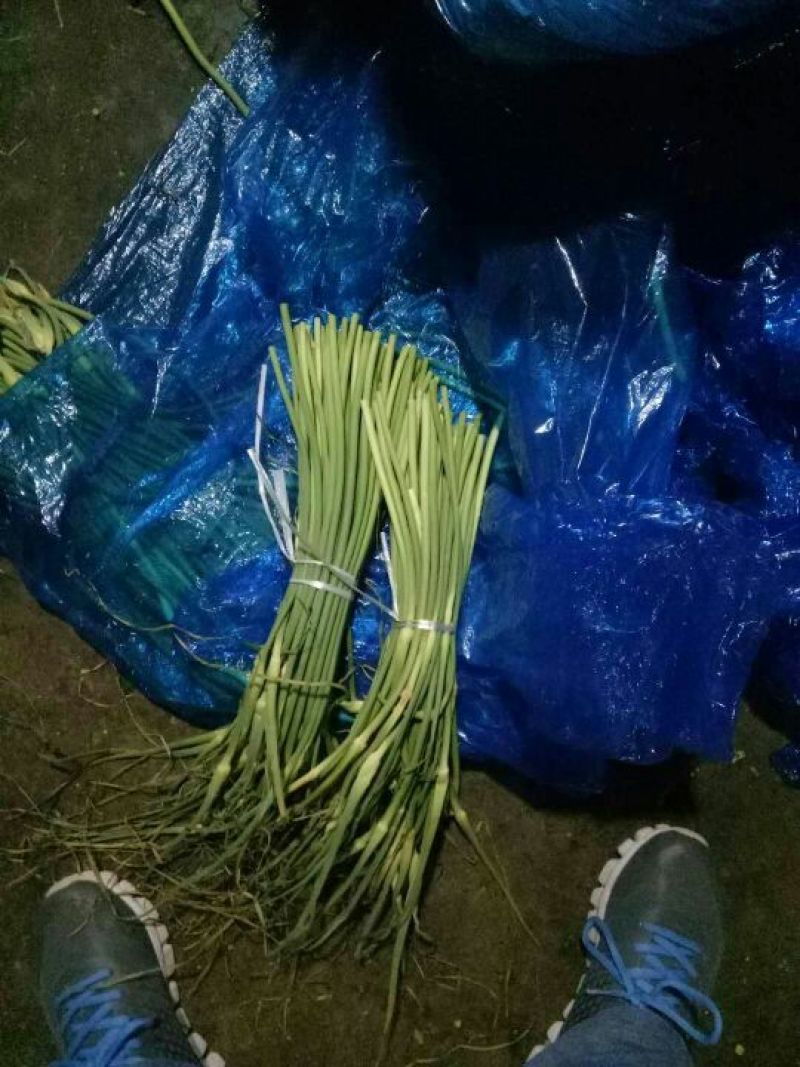 莒县白帽红帽蒜薹30以下，30-4040-50