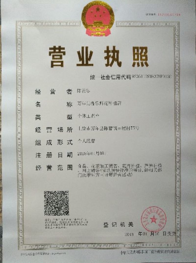 金丝皇菊茶特级
