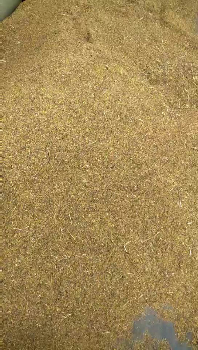 野菊花散装