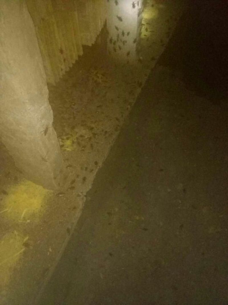 蟑螂美洲大蠊养殖基地直供