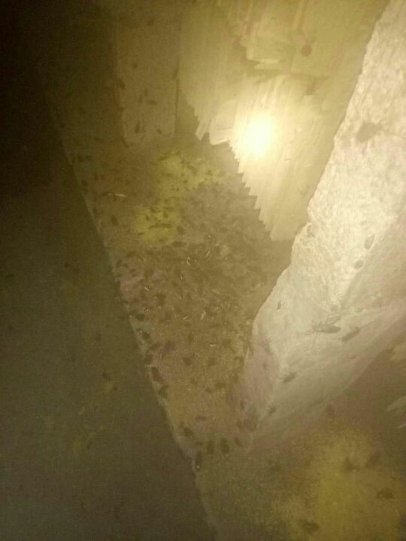 蟑螂美洲大蠊养殖基地直供
