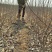 【荐】维纳斯黄金苹果苗自家苗圃精品苗木产地直供