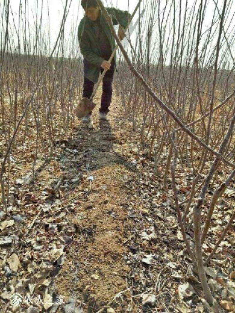 【荐】维纳斯黄金苹果苗自家苗圃精品苗木产地直供