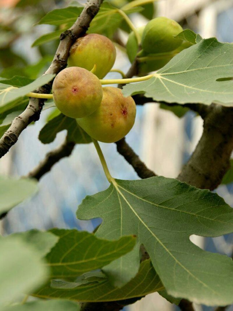 布兰瑞克无花果苗，1一3年生树苗，诚信为本。