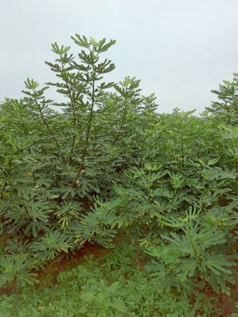 布兰瑞克无花果苗，1一3年生树苗，诚信为本。
