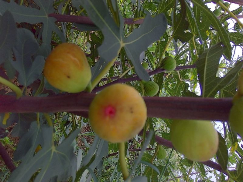 布兰瑞克无花果苗，1一3年生树苗，诚信为本。