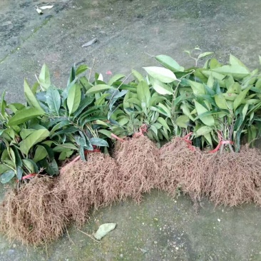 布福娜树苗20~30cm
