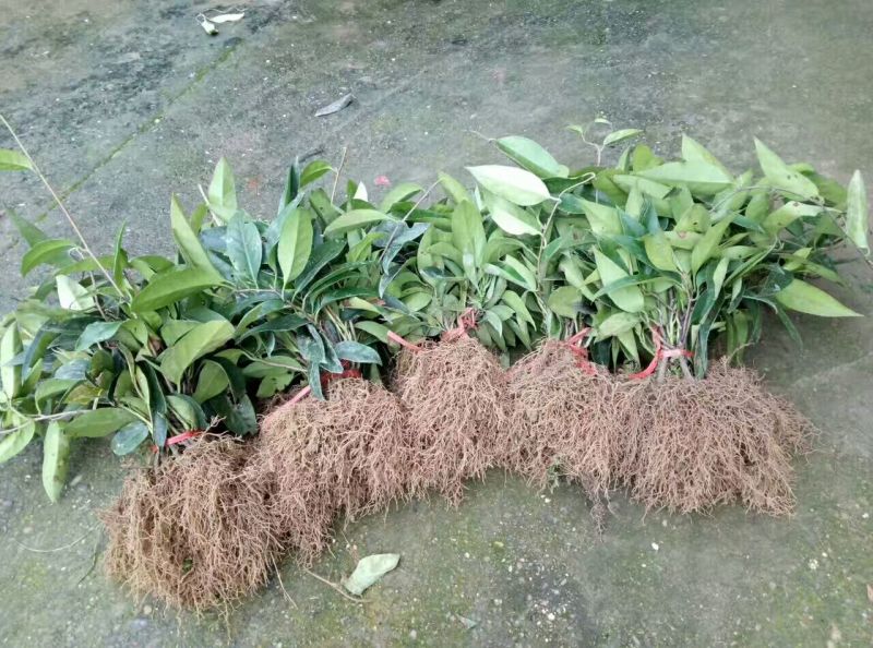 布福娜树苗20~30cm