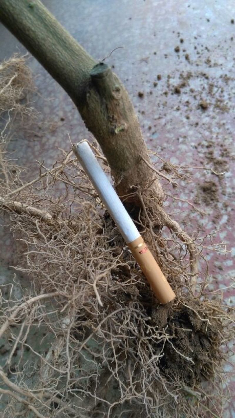 提供江西道地中药材枳壳嫁接苗欢迎选购
