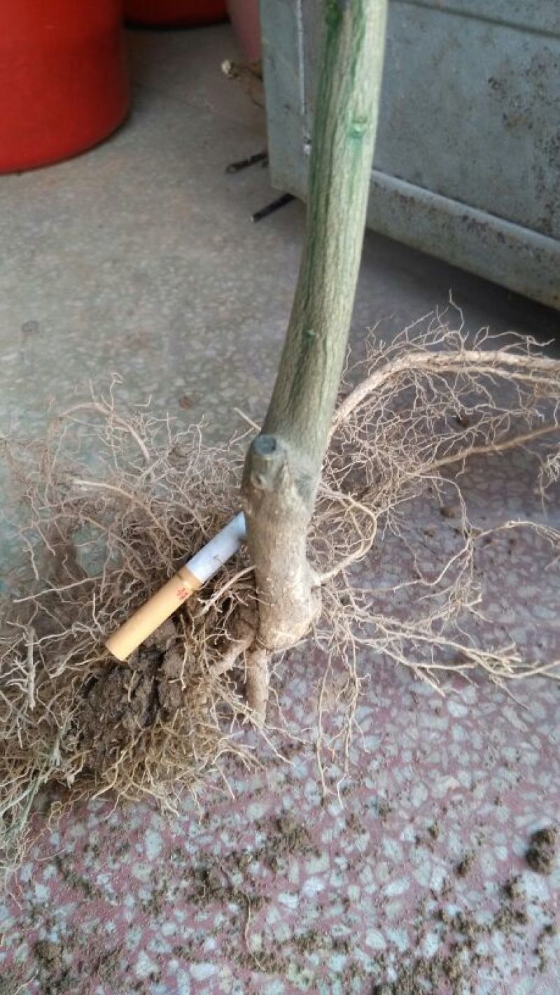 提供江西道地中药材枳壳嫁接苗欢迎选购