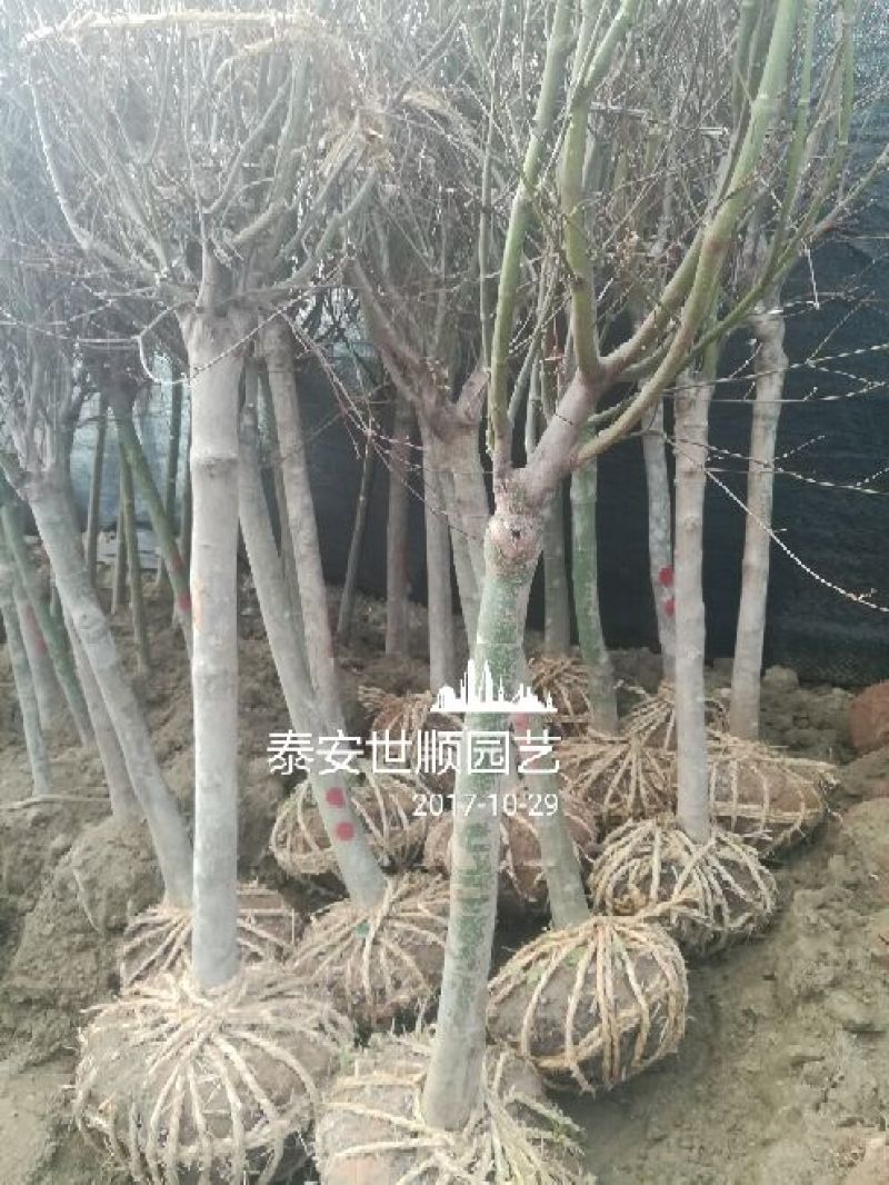 美国红枫10cm以下，诚信为本。
