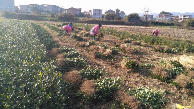 江西道地中药材黄栀子种苗