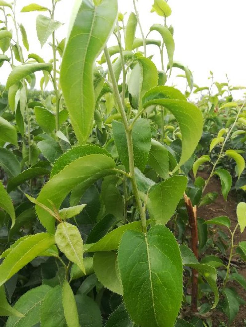 梨树苗1~4cm80cm以上