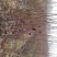 梨树苗1~4cm80cm以上
