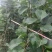 梨树苗1~4cm80cm以上