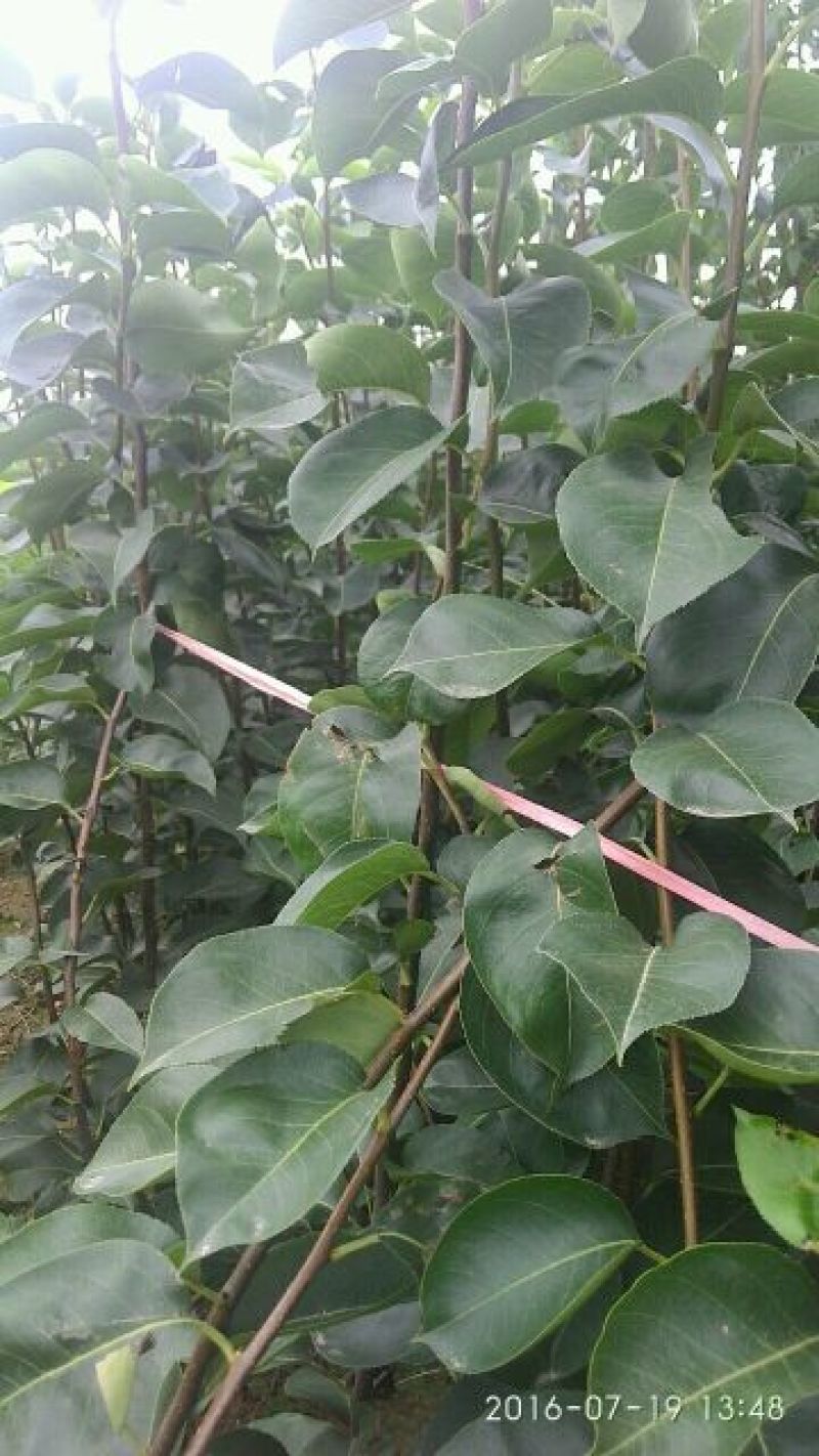 梨树苗1~4cm80cm以上