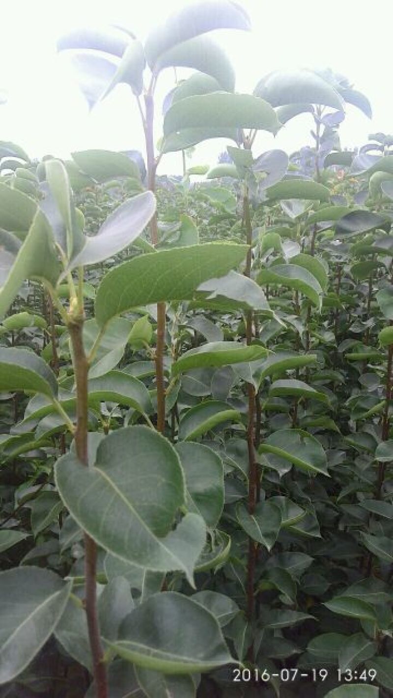 梨树苗1~4cm80cm以上