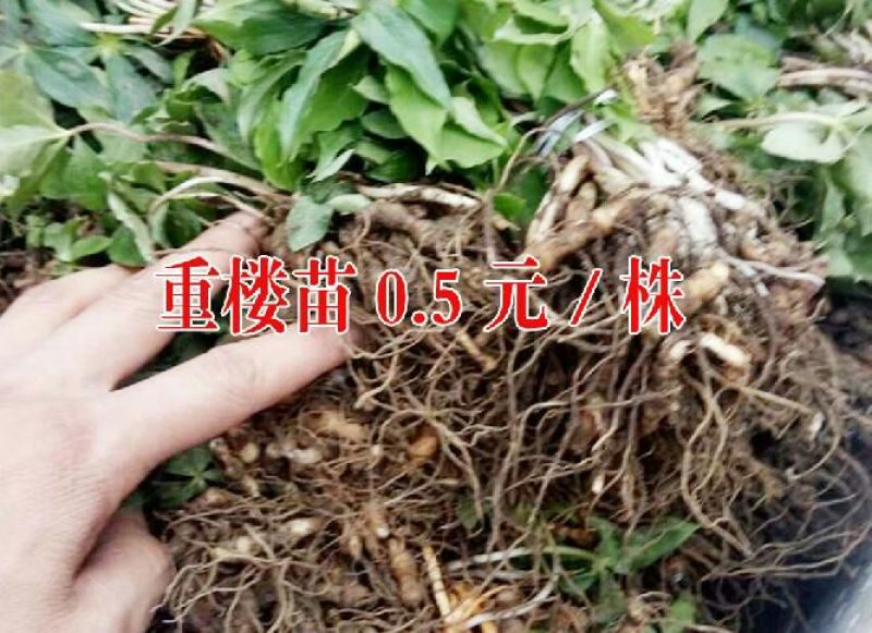 重楼苗滇重楼华重楼苗成活率高提供技术