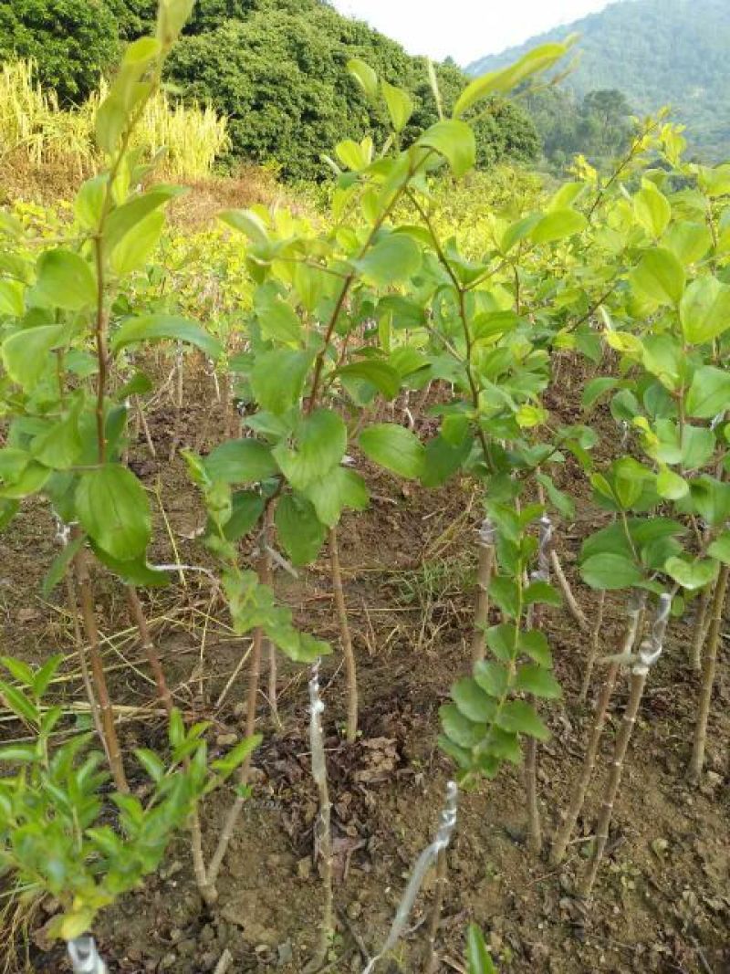 青枣苗30~50cm