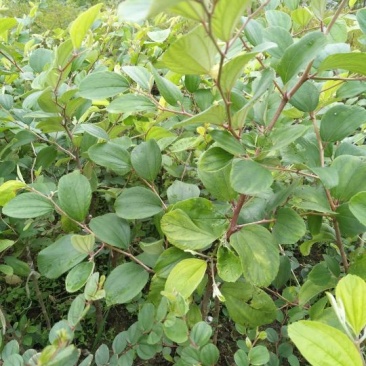 青枣苗30~50cm