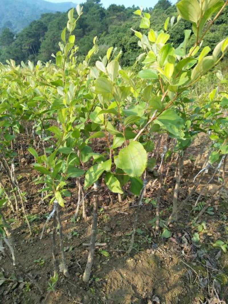 青枣苗30~50cm