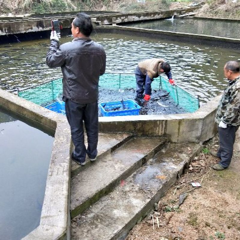 西伯利亚鲟2一8斤