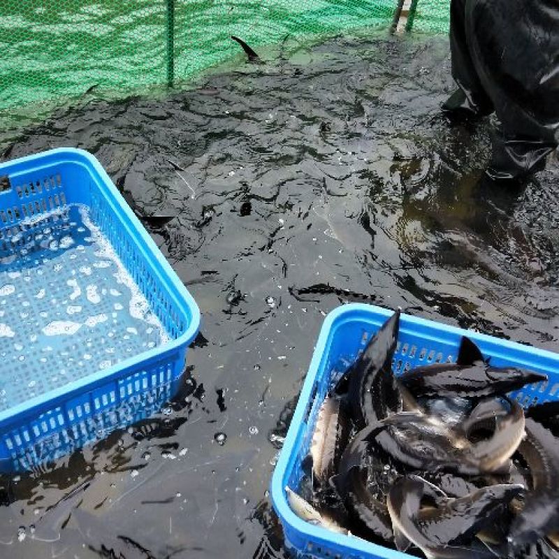 西伯利亚鲟2一8斤
