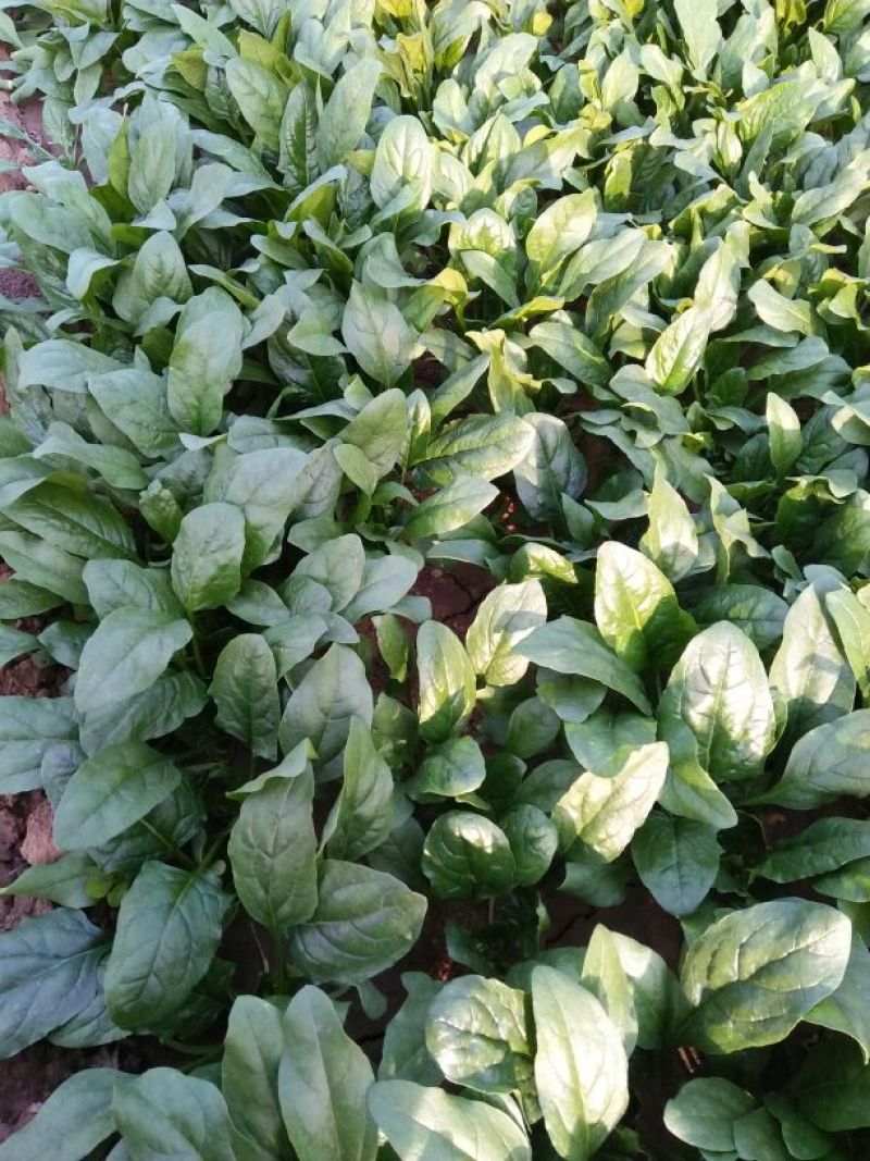 大叶菠菜20~25厘米