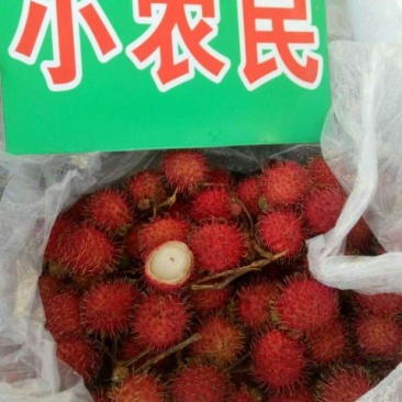 毛丹2cm以上