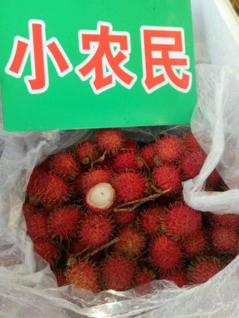 毛丹2cm以上